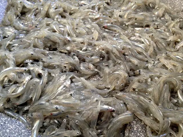 frode in commercio bianchetti pesce surgelato
